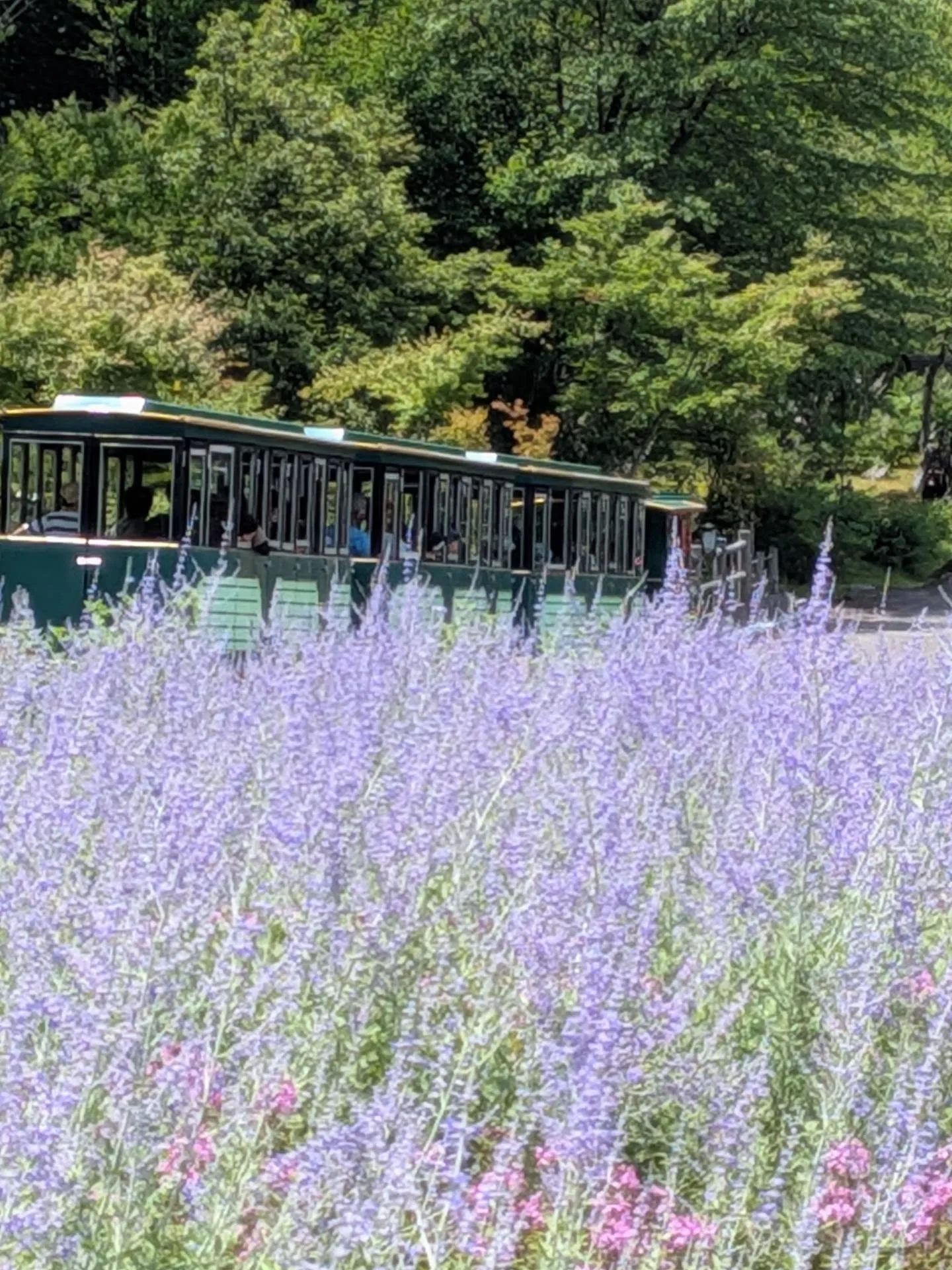 ひるがの高原
