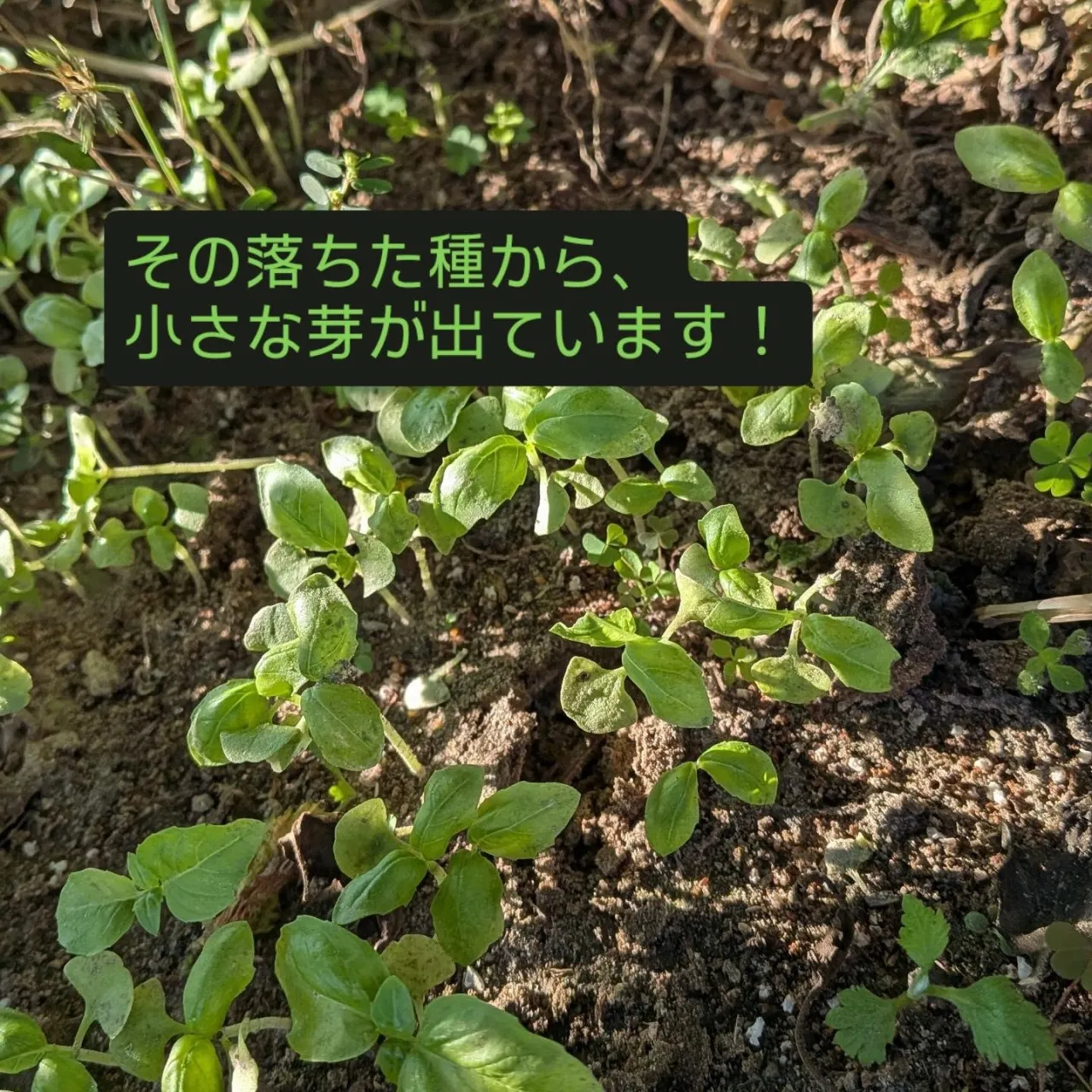 夏の間、