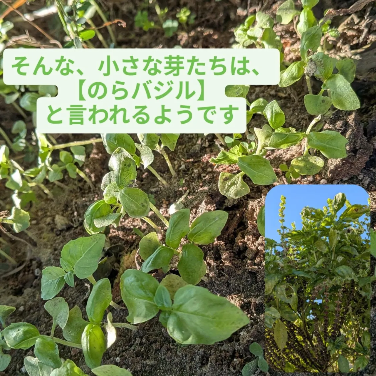 夏の間、