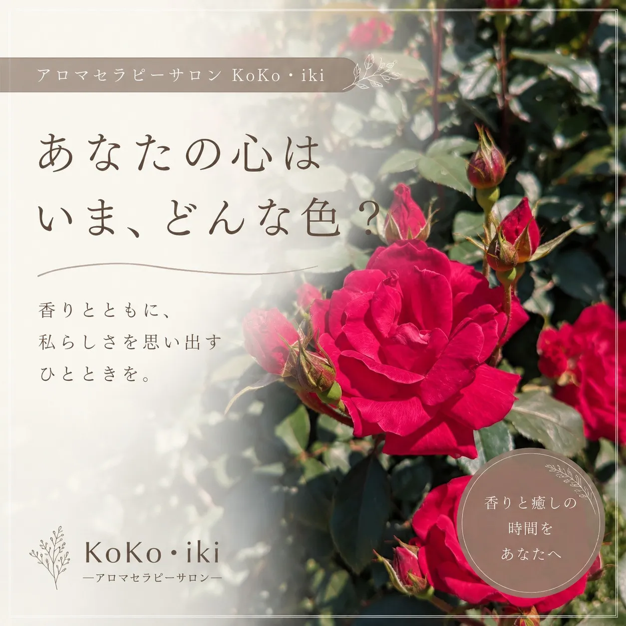 バラが美しく咲く季節がやってきました🌹